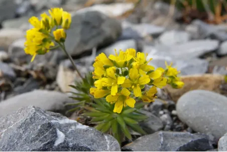 Draba aizoides