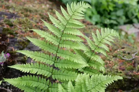 Dryopteris remota