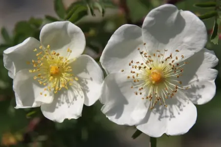 Rosa spinosissima