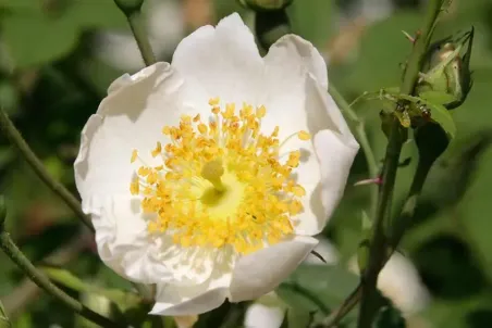 Rosa arvensis