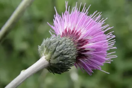 Cirsium tuberosum