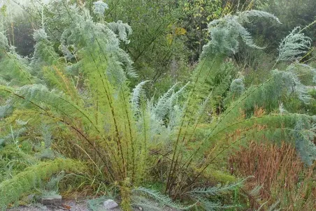 Myricaria germanica