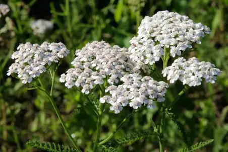 Achillea millefolium - Samenportion