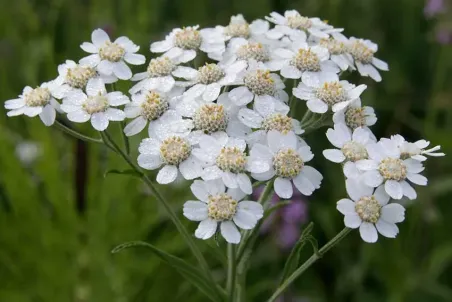 Achillea ptarmica - Samenportion