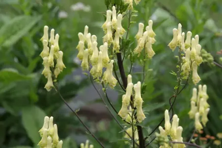 Aconitum vulparia - Samenportion