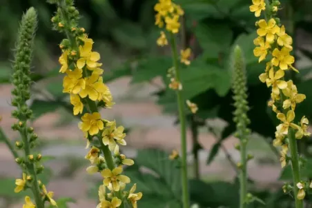 Agrimonia eupatoria - Samenportion