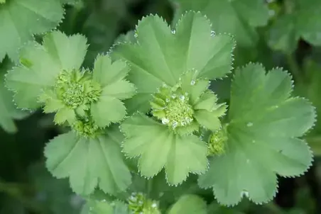 Alchemilla xanthochlora - Samenportion