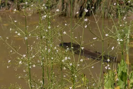 Alisma plantago-aquatica - Samenportion