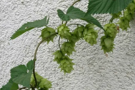 Humulus lupulus weiblich