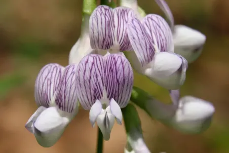 Vicia silvatica