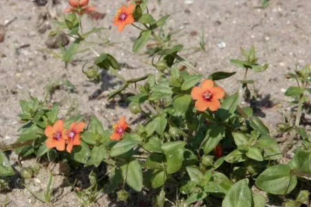 Anagallis arvensis - Samenportion