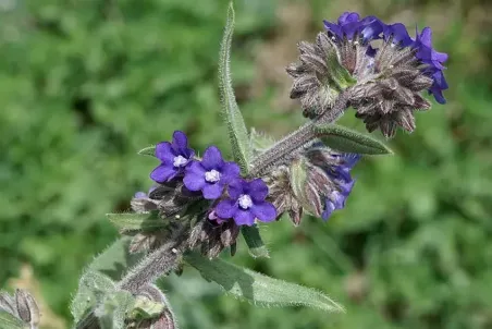 Anchusa officinalis - Samenportion