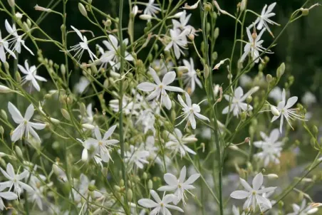 Anthericum ramosum - Samenportion