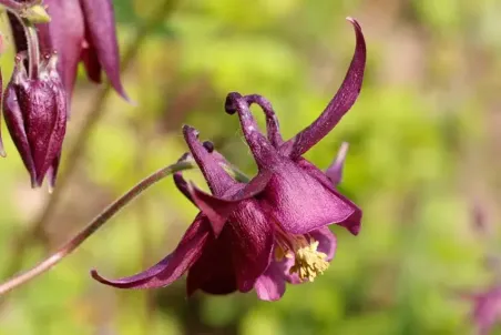 Aquilegia atrata - Samenportion