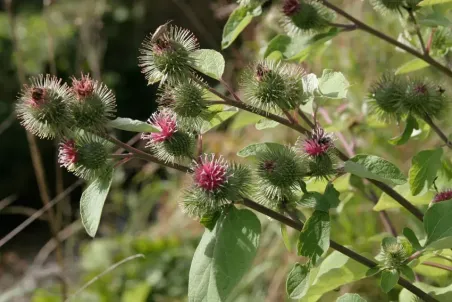 Arctium lappa - Samenportion