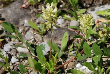 Astragalus glycyphyllos - Samenportion