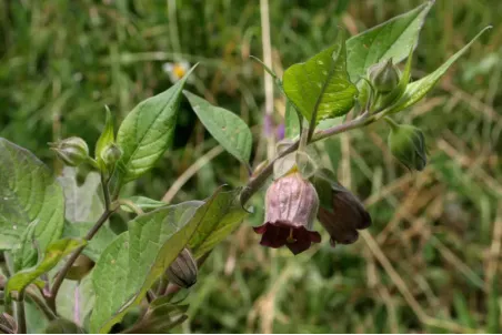 Atropa bella-donna - Samenportion