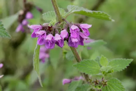 Ballota nigra - Samenportion