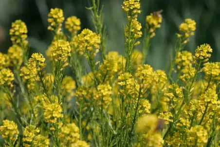 Barbarea vulgaris - Samenportion