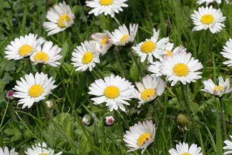 Bellis perennis - Samenportion