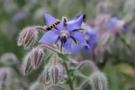 Borago officinalis - Samenportion