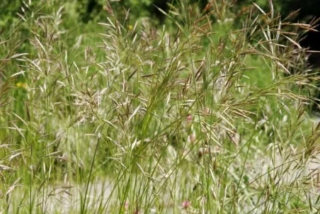 Bromus erectus s. str. - Samenportion