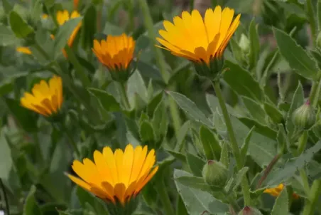 Calendula arvensis - Samenportion