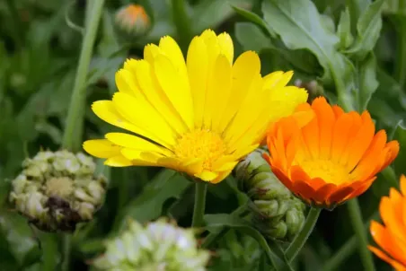 Calendula officinalis - Samenportion