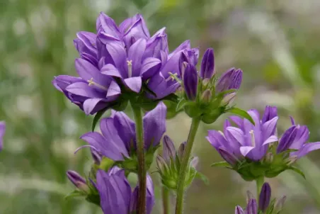 Campanula glomerata - Samenportion