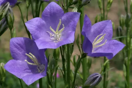 Campanula persicifolia - Samenportion