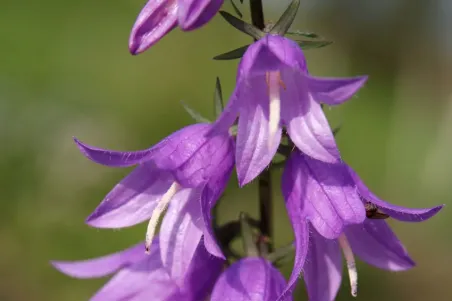 Campanula rapunculoides - Samenportion