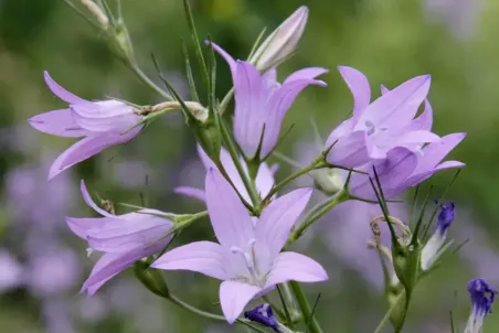 Campanula rapunculus - Samenportion