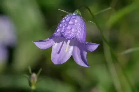 Campanula rotundifolia - Samenportion