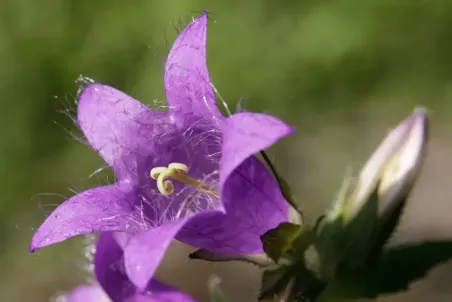 Campanula trachelium - Samenportion