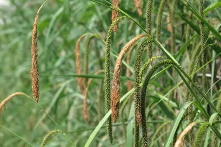 Carex pendula - Samenportion