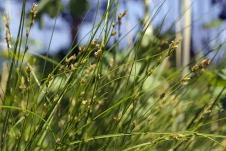 Carex remota - Samenportion