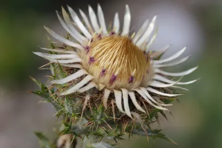 Carlina vulgaris - Samenportion