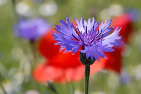 Centaurea cyanus - Samenportion