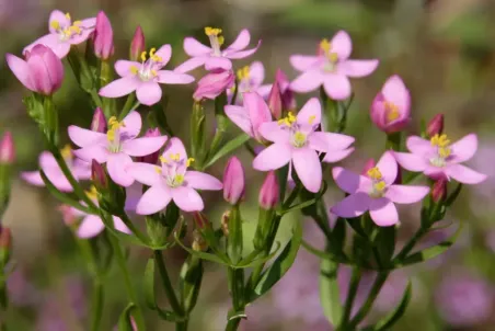 Centaurium erythraea - Samenportion