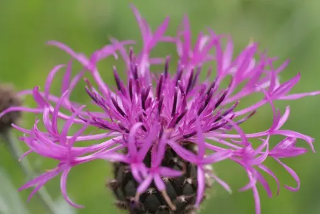 Centaurea scabiosa - Samenportion