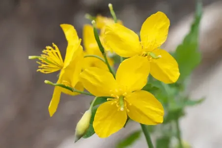 Chelidonium majus - Samenportion