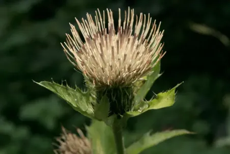 Cirsium oleraceum - Samenportion