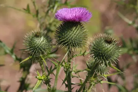 Cirsium vulgare - Samenportion