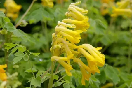 Corydalis lutea - Samenportion