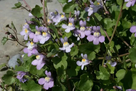 Cymbalaria muralis - Samenportion