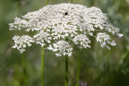 Daucus carota - Samenportion