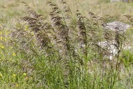 Deschampsia cespitosa - Samenportion