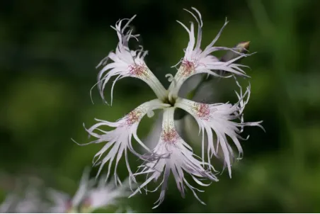 Dianthus superbus - Samenportion