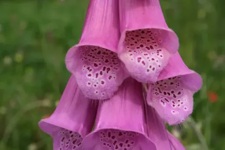 Digitalis purpurea - Samenportion