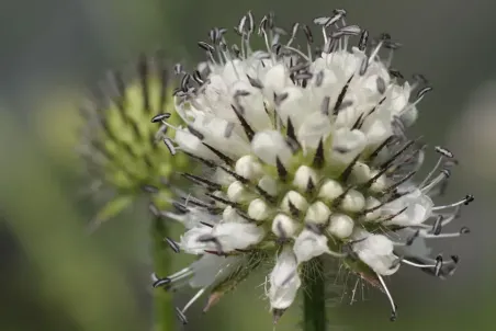 Dipsacus pilosus - Samenportion